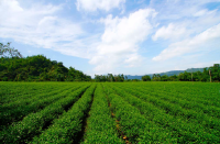 南投縣竹山鎮山坪頂金萱茶園