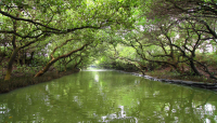 台灣袖珍版亞馬遜河-台南四草的紅樹林隧道
