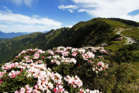合歡山主峰之玉山杜鵑
